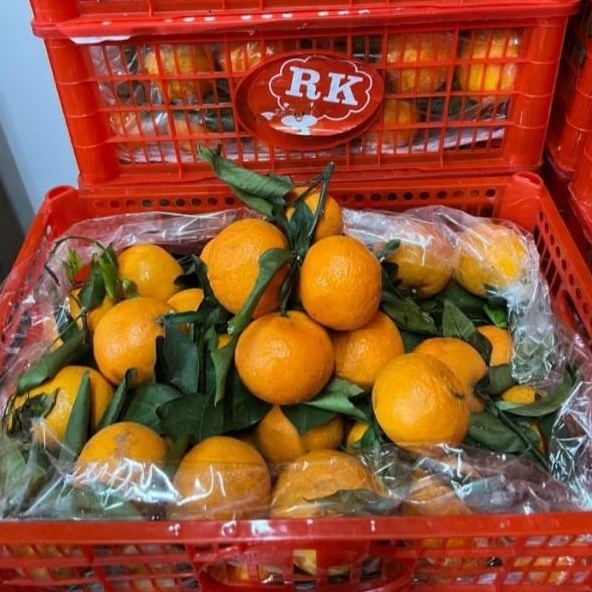 

Buah Jeruk Wogan daun keranjang Jual per 1 Bok Krat