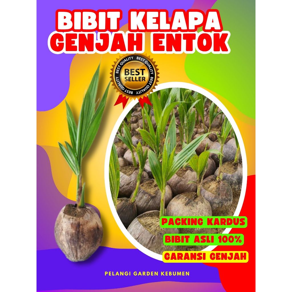 3 TAHUN BUAH..  Bibit Buah Kelapa Kopyor Sumenep, Bibit Buah Kelapa Kopyor Besar, Bibit Buah Kelapa 