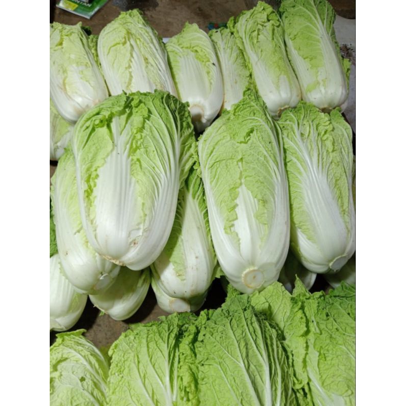 

sayur sawi putih fres