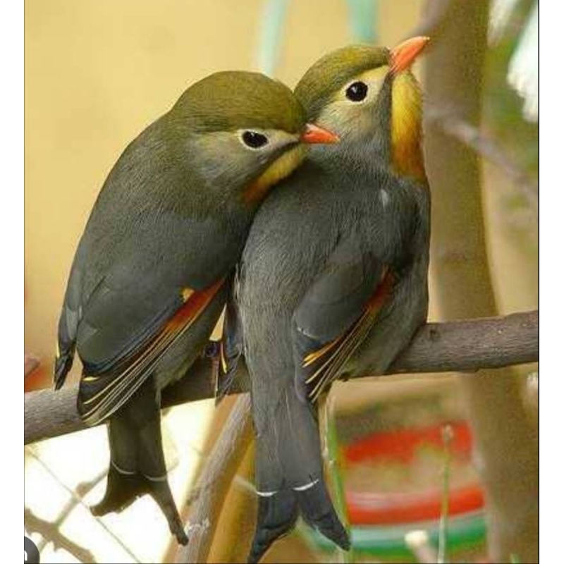 ROBIN SEPASANG JANTAN BETINA