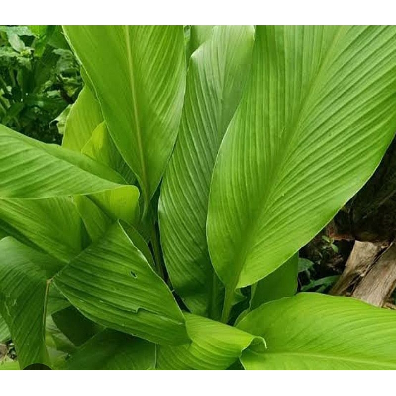 

DAUN KUNYIT SEGAR PANEN SENDIRI 100GRAM