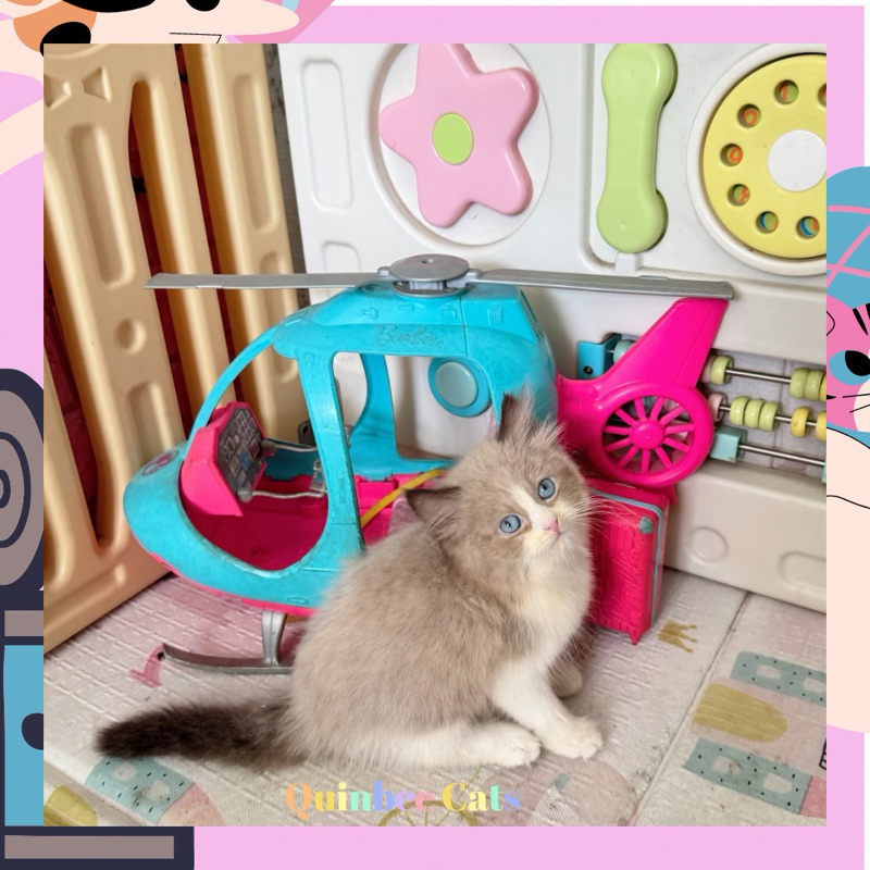 Kucing Ragdoll Seal Bicolor Jantan Chocolate Cinnamon White