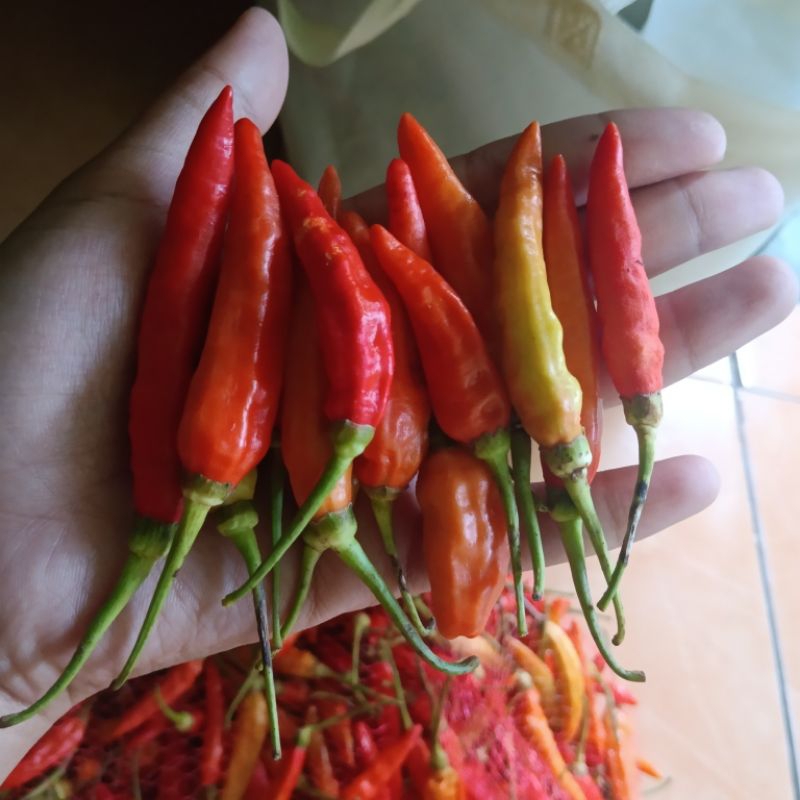 CABE RAWIT JENIS ASMORO LOKAL BLITAR