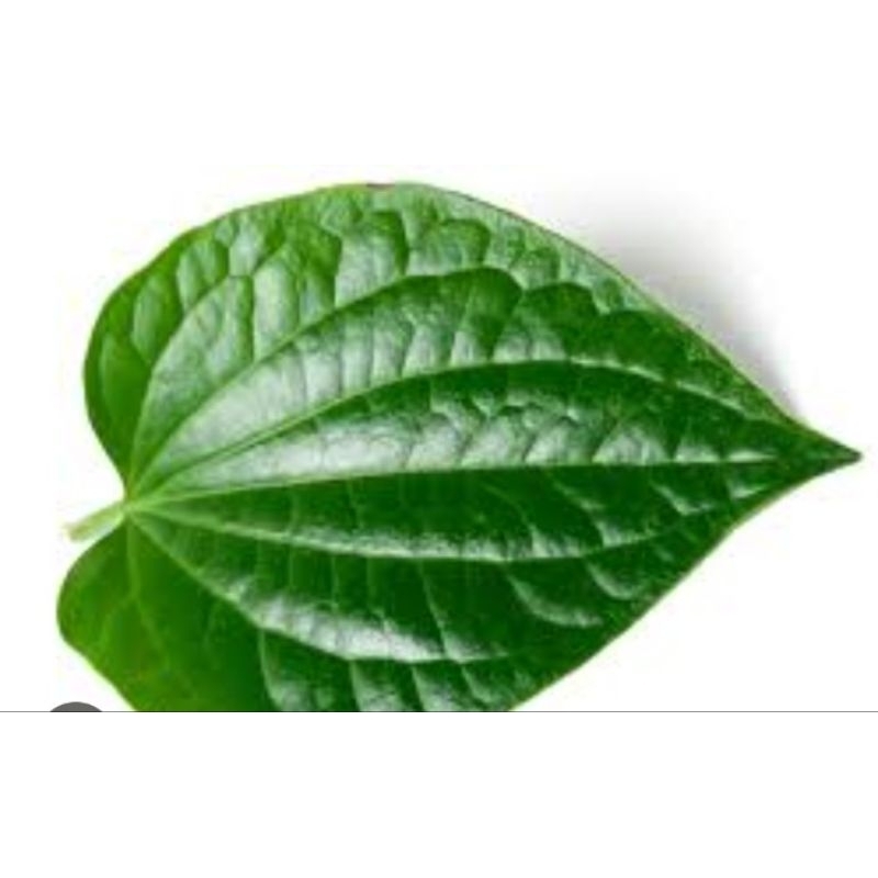 

daun sirih hijau organik