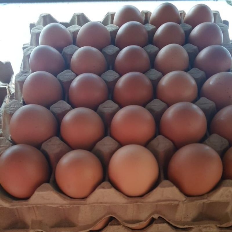

Telur ayam negri lokal termurah