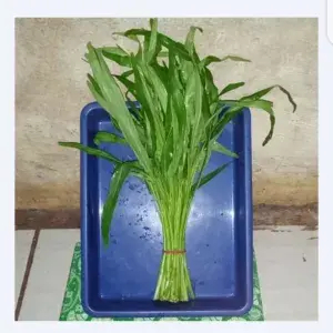 

kangkung baby