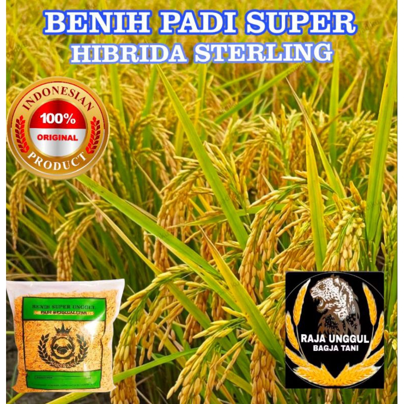BENIH PADI HIBRIDA STERLING KUALITAS SUPER UNGGUL KEMASAN 1KG