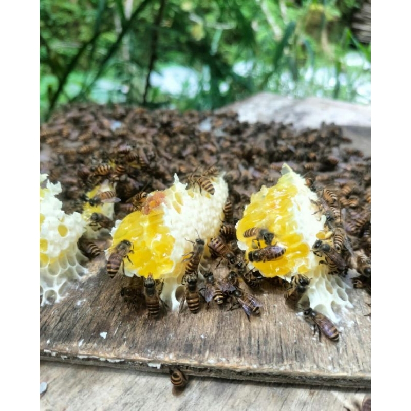 

MADU CERANA / MADU TAWON GLODOK JAWA / ONDOAN / RAW HONEY berat bersih 640gr