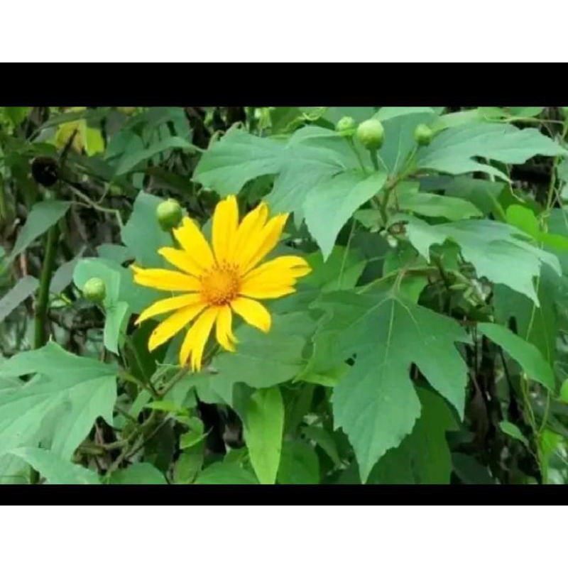 

daun insulin/ daun kipait segar 200 gr + bonus 5lebar