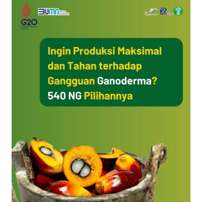 kecambah sawit dxp ppks 540 / bersertifikat