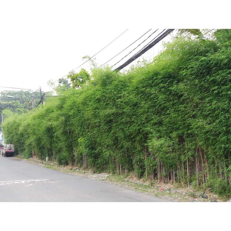 Pohon bambu jepang tinggi 2 meter - tanaman pagar bambu