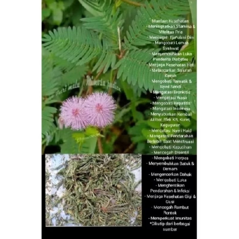 

DAUN PUTRI MALU KERING 200 GRM