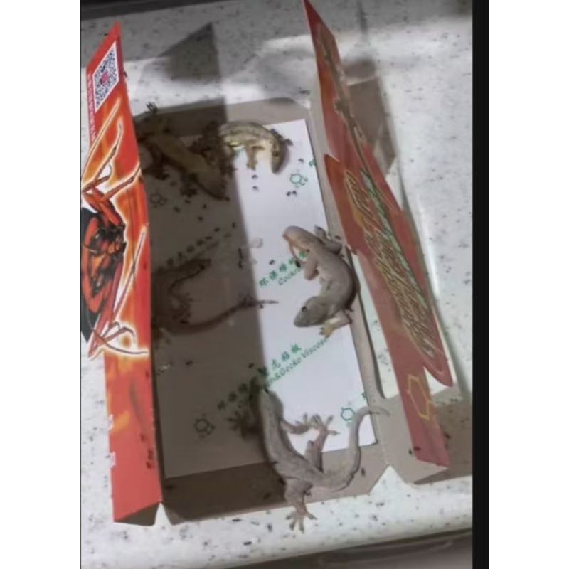 perangkap cicak /lem asli cicak/ lem kuat dan beraroma mengundang cicak dan kecoa