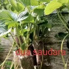 

New . bibit stroberi isi 10 pcs harga miring
