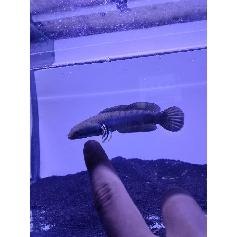 stiker chana pulchra