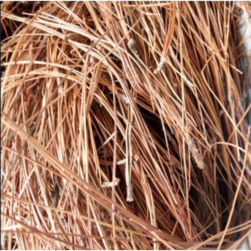 

daun pinus kering aseli madep 1 kg