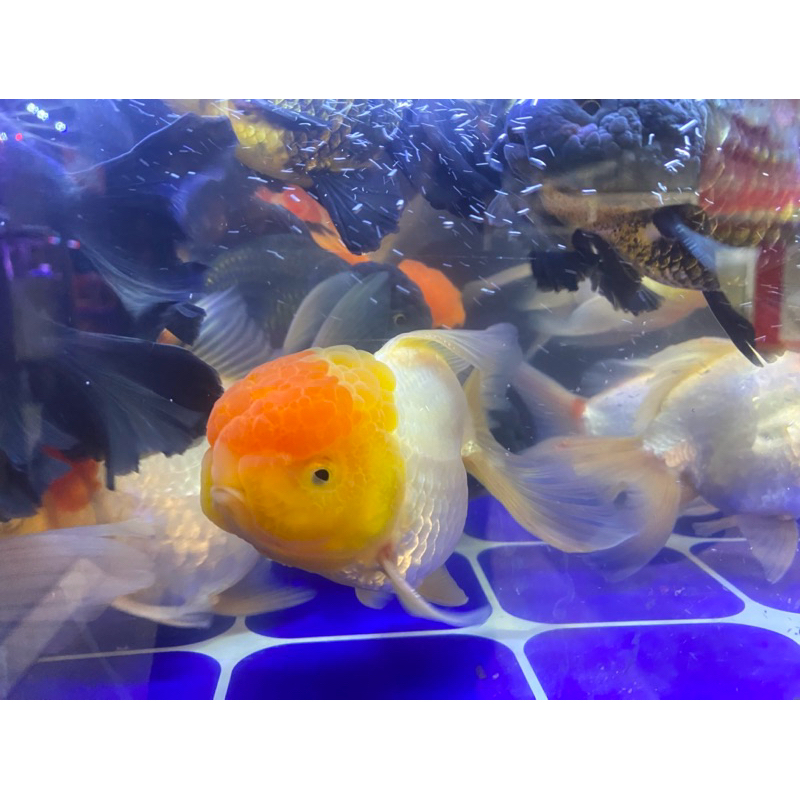 koki orlanda jumbo indukan uk.9-12cm