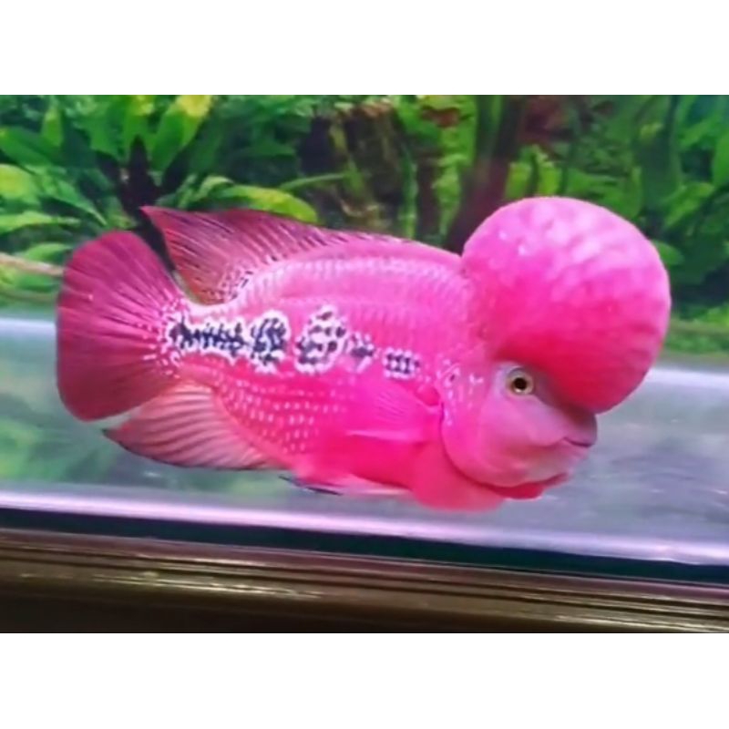 hiasan aquarium louhan srm, super red monkey