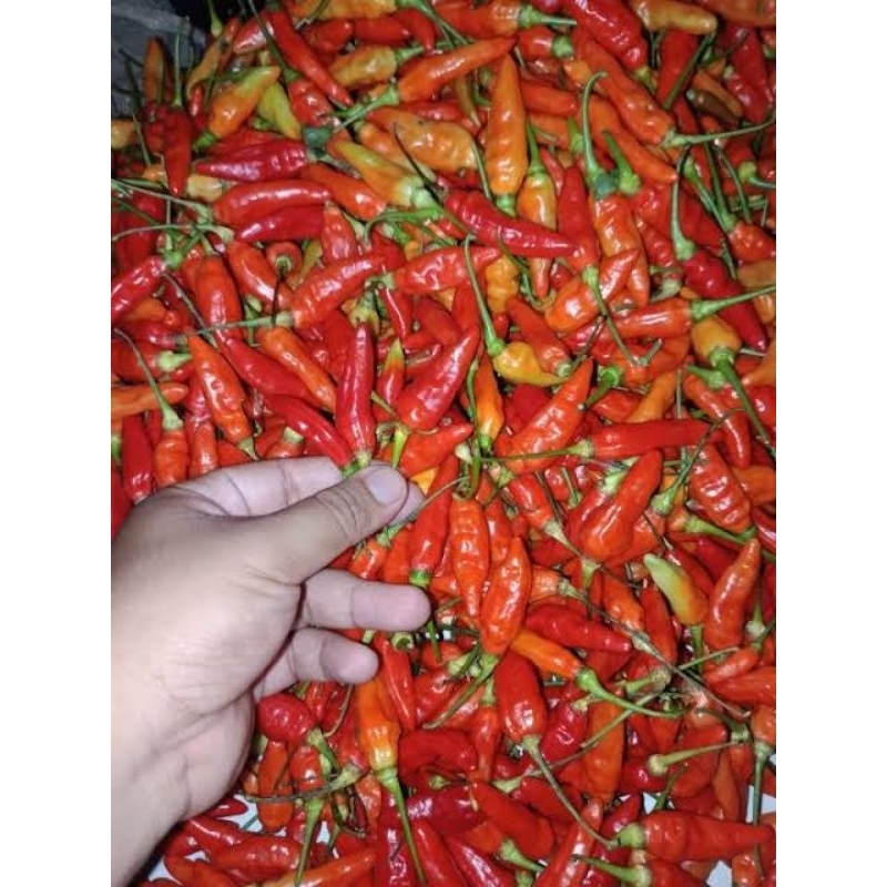 

cabe rawit merah ori original super pedas fresh termurah 500 gr 1 kg 2 kg