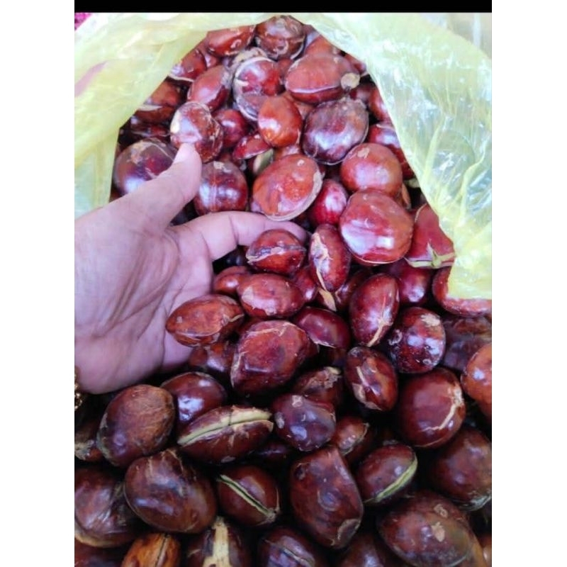 

Jengkol Ketan Kering Tua 1 Kg Murah