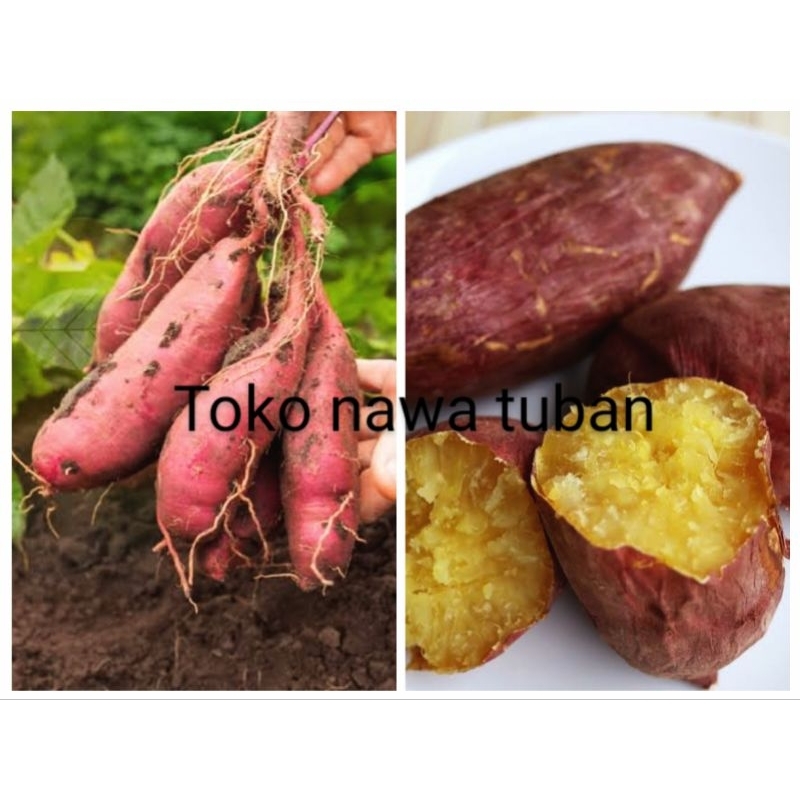 

ketela rambat 1kg umbi jalar 1kg