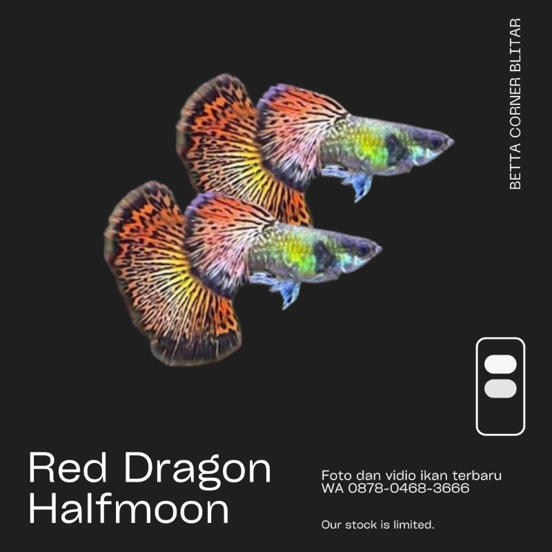 hiasan aquarium guppy red dragon big ear