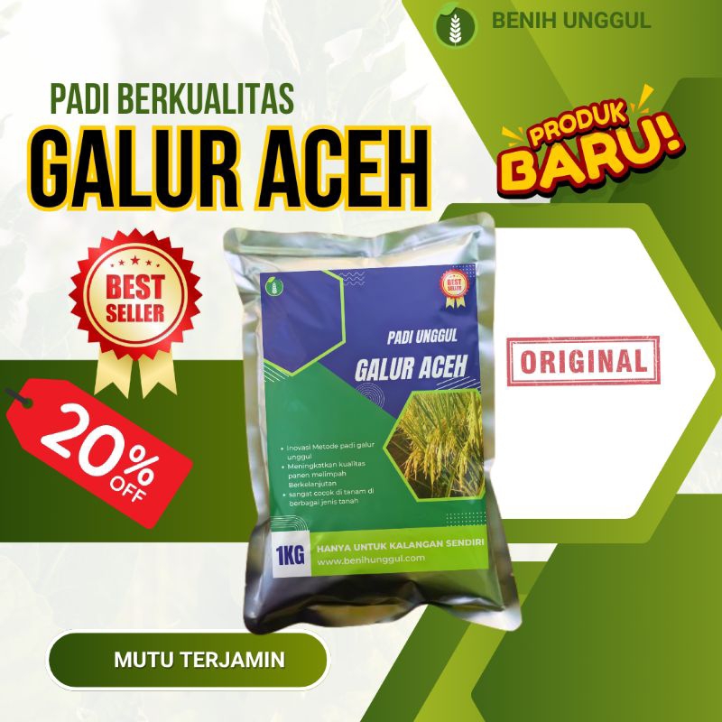 BENIH PADI UNGGUL GALUR ACEH PADI BERKUALITAS VIRAL 2025