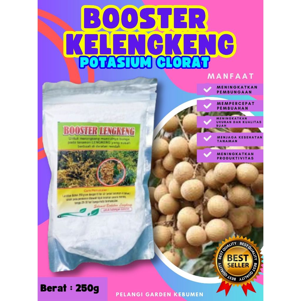 BERBUAH LEBAT..   Booster Buah Kelengkeng Cepat Berbuah, Booster Buah Kelengkeng Cangkok