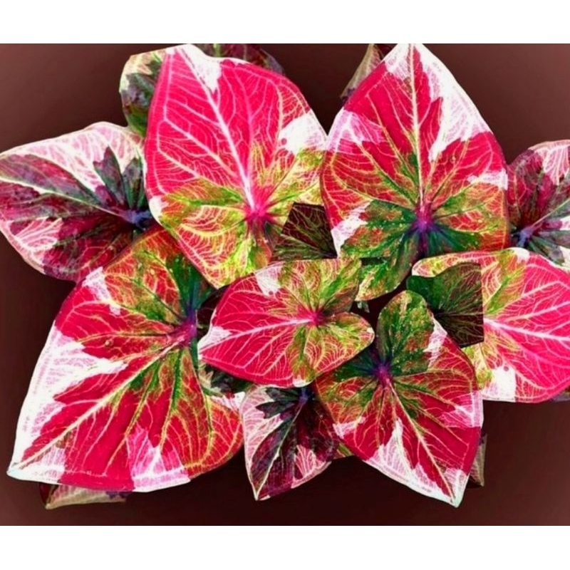 ( BISA COD ) Caladium Wayang Tunggal Keladi Hias Wayang Tunggal Tanaman Hias Keladi Murah Meriah / K