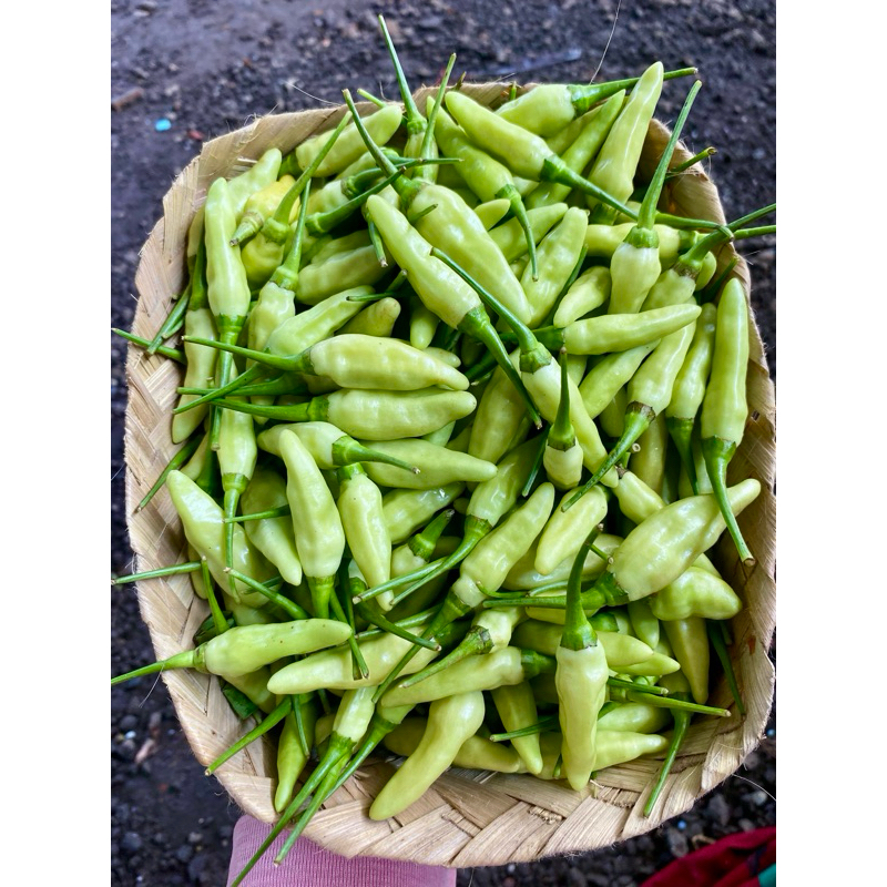 

cabe putih fresh