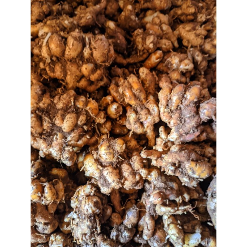 

kencur tua segar 1kg