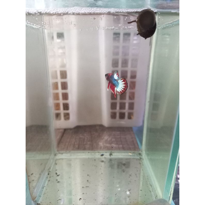 ikan cupang FCCP BIG STAR - STAR TAIL