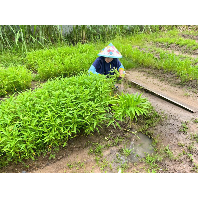 

Sayur Kangkung Akar 500gram
