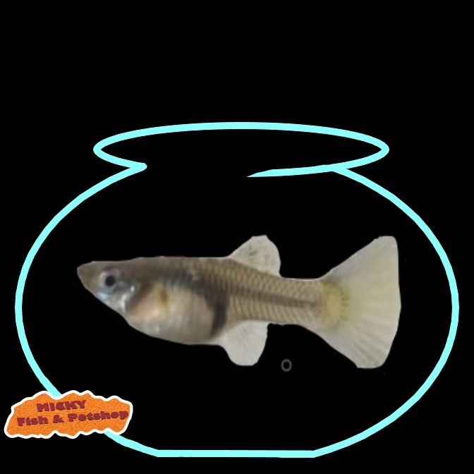 BETINA Guppy MSSBT Blue Metal Snake Skin Blue Tail Indukan Grade