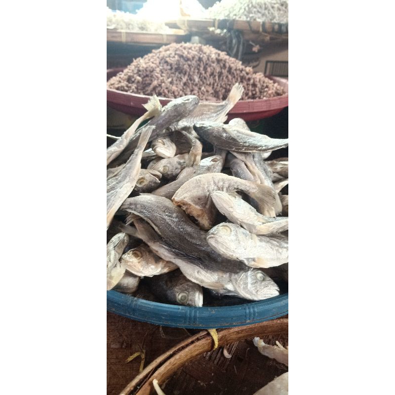 

IKAN ASIN KEPALA BATU