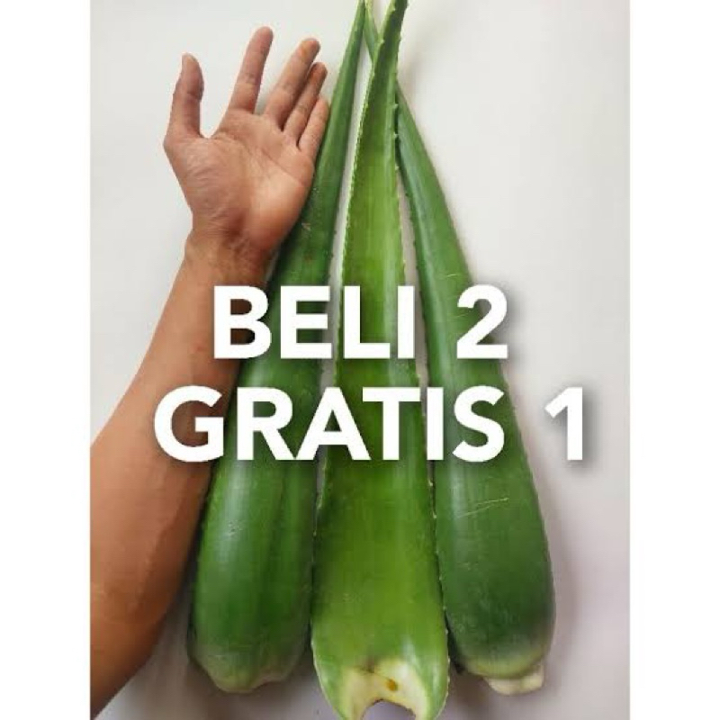 

pelepah lidah buaya Pontianak jumbo per pelepah
