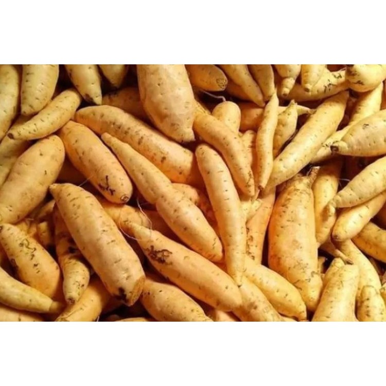 

Ubi Madu Cilembu Manis Alami