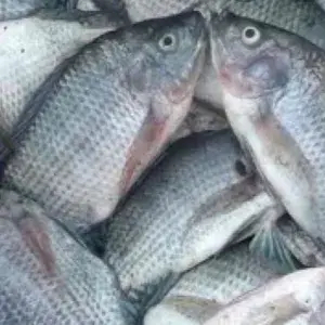 

ikan mujair 1kg