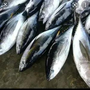 

ikan tongkol 500g