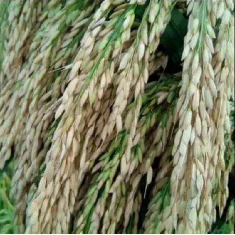 Benih padi Sedayu (2kg)