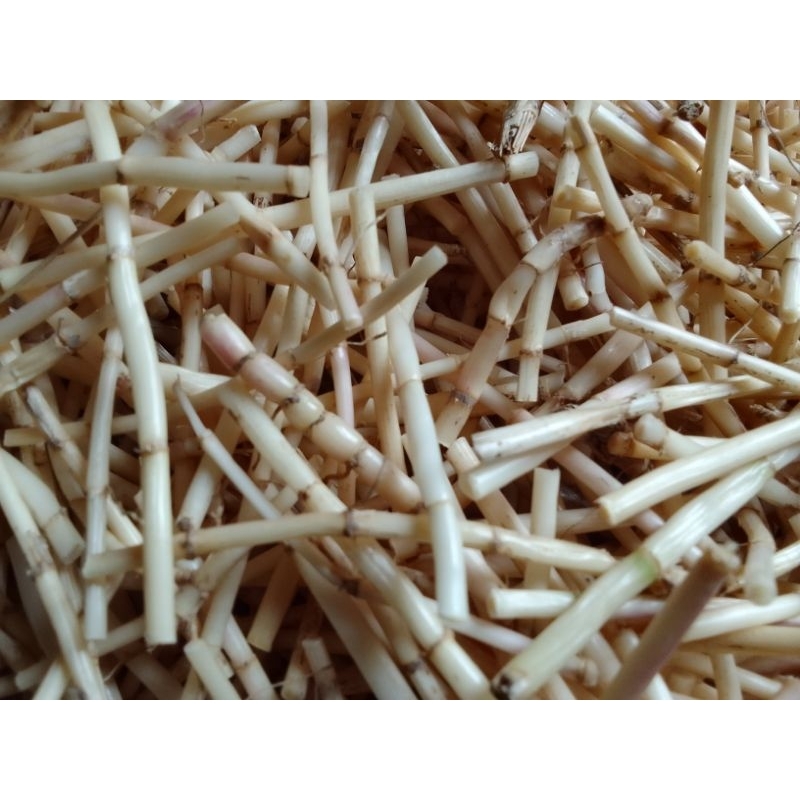 

paket praktis potong 10 cm akar alang-alang bahan herbal alami
