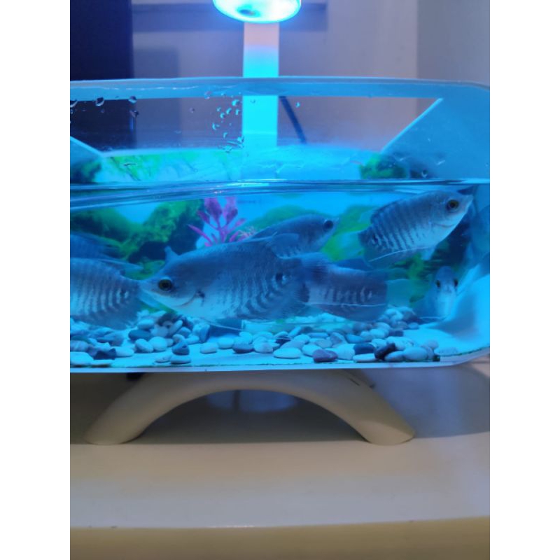 gurame soang ekor merah