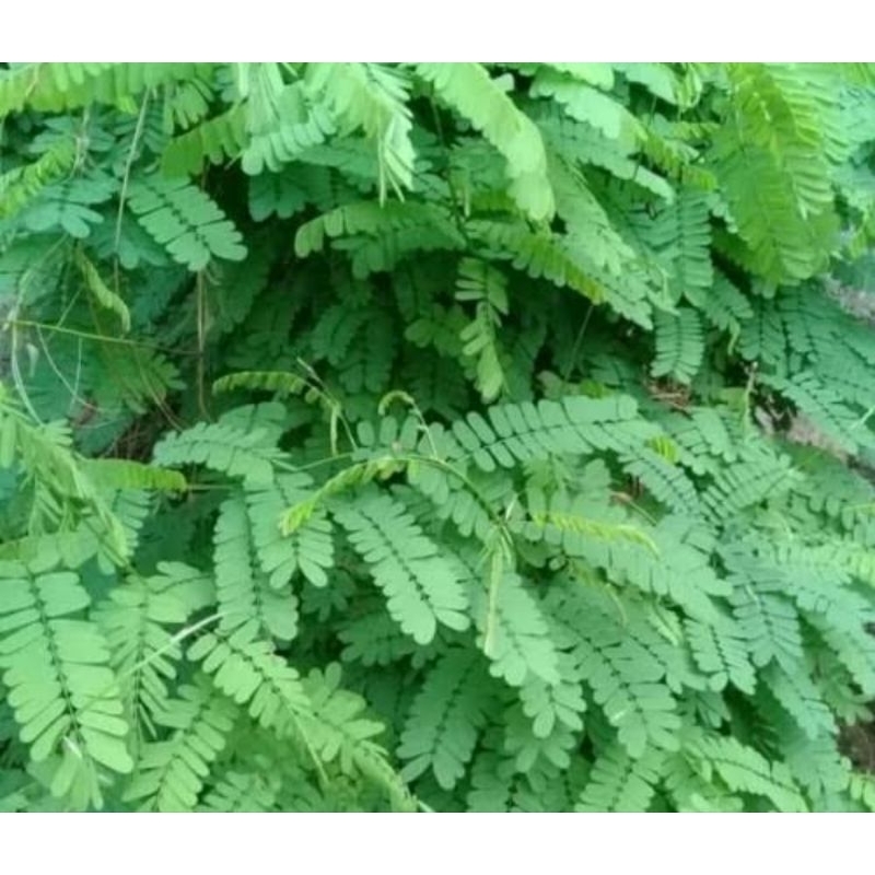 

Daun saga segar daun sogo 100 lembar