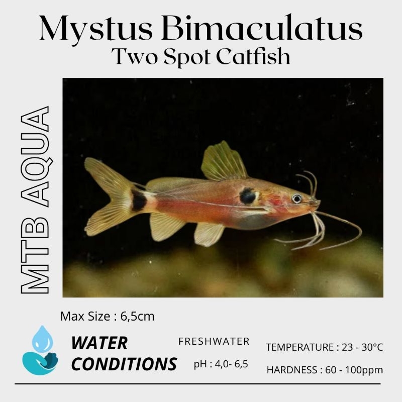 Baung Lilin / Two Spot Catfish / Mystus Bimaculatus