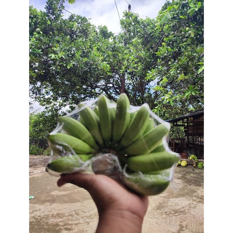 

Pisang Mas Kirana Asli lereng gunung muria Manis, legit dan besar