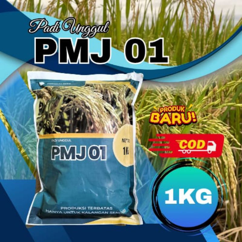 

BENIH PADI UNGGUL BERKUALITAS PMJ 01 KEMASAN 1 KG 100% ORIGINAL
