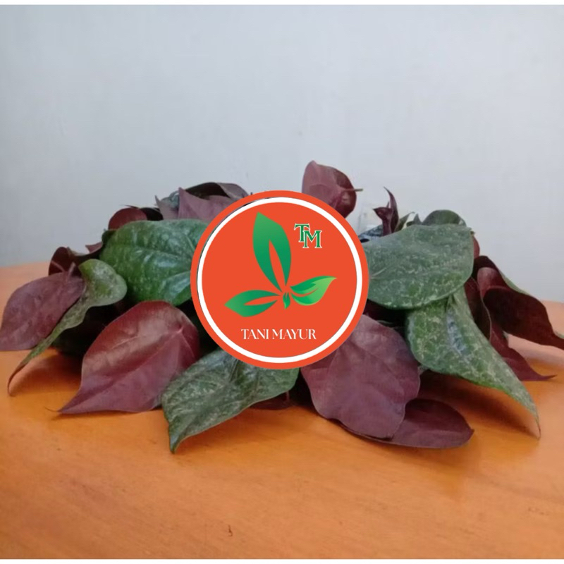 

daun sirih merah 30 lembar/sirihmistis/sirih obat////