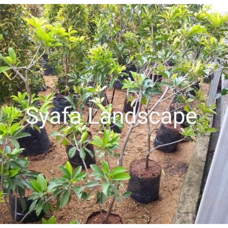 bibit buah pohon sawo sudah berbuah