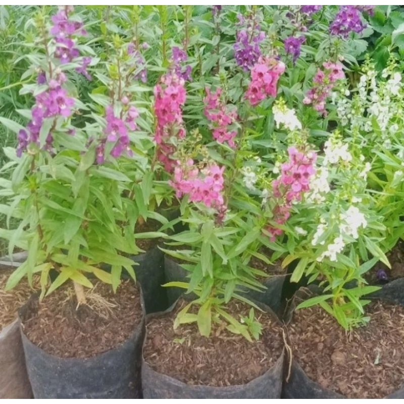 tanaman hias lavender import