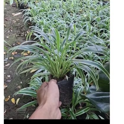 lili Paris pohon lili Paris